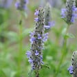 BLOOMIQUE - Lot de 6 - Nepeta Blue Moon - Cataire - Rustique - Vivace - Mellifère - Hauteur 10-20 cm - Pot 9 cm - vignette