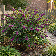 BLOOMIQUE - Callicarpa Liebespaar - Arbre aux bonbons - Plante de Jardin - Rustique - H. 90-110 cm - P. 26 cm - vignette