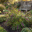 BLOOMIQUE - Callicarpa Liebespaar - Arbre aux bonbons - Plante de Jardin - Rustique - H. 90-110 cm - P. 26 cm - vignette