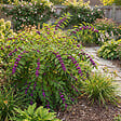 BLOOMIQUE - Callicarpa Liebespaar - Arbre aux bonbons - Plante de Jardin - Rustique - H. 90-110 cm - P. 26 cm - vignette