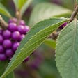BLOOMIQUE - Callicarpa Liebespaar - Arbre aux bonbons - Plante de Jardin - Rustique - H. 90-110 cm - P. 26 cm - vignette