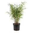 BLOOMIQUE - Fargesia Nitida Gansu - Plante bambou - Non envahissante - Rustique - Persistante - P. 17 cm - vignette