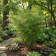 BLOOMIQUE - Fargesia Nitida Gansu - Plante bambou - Non envahissante - Rustique - Persistante - P. 17 cm - vignette