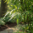 BLOOMIQUE - Fargesia Nitida Gansu - Plante bambou - Non envahissante - Rustique - Persistante - P. 17 cm - vignette