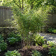 BLOOMIQUE - Fargesia Nitida Gansu - Plante bambou - Non envahissante - Rustique - Persistante - P. 17 cm - vignette