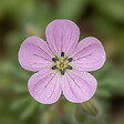 BLOOMIQUE - Lot de 6 - Erodium Variabile 'Bec d'évêque' - Plantes jardin - Floraison abondante - P. 9 cm - vignette
