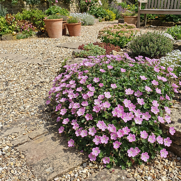 BLOOMIQUE - Lot de 6 - Erodium Variabile 'Bec d'évêque' - Plantes jardin - Floraison abondante - P. 9 cm - large