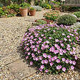 BLOOMIQUE - Lot de 6 - Erodium Variabile 'Bec d'évêque' - Plantes jardin - Floraison abondante - P. 9 cm - vignette