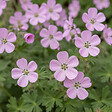 BLOOMIQUE - Lot de 6 - Erodium Variabile 'Bec d'évêque' - Plantes jardin - Floraison abondante - P. 9 cm - vignette
