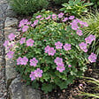 BLOOMIQUE - Lot de 6 - Erodium Variabile 'Bec d'évêque' - Plantes jardin - Floraison abondante - P. 9 cm - vignette