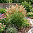 BLOOMIQUE - Lot de 6 - Miscanthus sinensis - Graminée ornementale - Rustique - Vivace - H. 10-20 cm - P. 9 cm - vignette