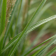 BLOOMIQUE - Lot de 6 - Miscanthus sinensis - Graminée ornementale - Rustique - Vivace - H. 10-20 cm - P. 9 cm - vignette