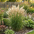 BLOOMIQUE - Lot de 6 - Miscanthus sinensis - Graminée ornementale - Rustique - Vivace - H. 10-20 cm - P. 9 cm - vignette