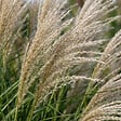 BLOOMIQUE - Lot de 6 - Miscanthus sinensis - Graminée ornementale - Rustique - Vivace - H. 10-20 cm - P. 9 cm - vignette