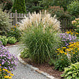 BLOOMIQUE - Lot de 6 - Miscanthus sinensis - Graminée ornementale - Rustique - Vivace - H. 10-20 cm - P. 9 cm - vignette
