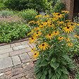 BLOOMIQUE - Lot de 6 - Rudbeckia Fulgida 'Goldsturm' - Rudbeckie - Floraison abondante - H. 10-20 cm - P. 9 cm - vignette