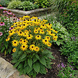 BLOOMIQUE - Lot de 6 - Rudbeckia Fulgida 'Goldsturm' - Rudbeckie - Floraison abondante - H. 10-20 cm - P. 9 cm - vignette