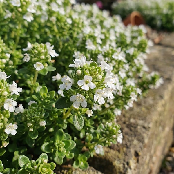 BLOOMIQUE - Lot de 6 - Thymus Albiflorus - Thym rampant - Rustique - Vivace - Couvre-sol - Persistant - P. 9 cm - large