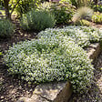 BLOOMIQUE - Lot de 6 - Thymus Albiflorus - Thym rampant - Rustique - Vivace - Couvre-sol - Persistant - P. 9 cm - vignette
