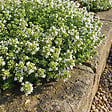 BLOOMIQUE - Lot de 6 - Thymus Albiflorus - Thym rampant - Rustique - Vivace - Couvre-sol - Persistant - P. 9 cm - vignette