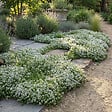 BLOOMIQUE - Lot de 6 - Thymus Albiflorus - Thym rampant - Rustique - Vivace - Couvre-sol - Persistant - P. 9 cm - vignette