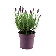 BLOOMIQUE - Lavandula Stoechas Anouk - Lavande Papillon - Rustique - Plante balcon - Plante jardin - P. 10,5 cm - vignette