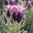 BLOOMIQUE - Lavandula Stoechas Anouk - Lavande Papillon - Rustique - Plante balcon - Plante jardin - P. 10,5 cm - vignette