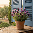 BLOOMIQUE - Lavandula Stoechas Anouk - Lavande Papillon - Rustique - Plante balcon - Plante jardin - P. 10,5 cm - vignette