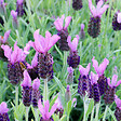 BLOOMIQUE - Lavandula Stoechas Anouk - Lavande Papillon - Rustique - Plante balcon - Plante jardin - P. 10,5 cm - vignette