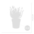 BLOOMIQUE - Lavandula Stoechas Anouk - Lavande Papillon - Rustique - Plante balcon - Plante jardin - P. 10,5 cm - vignette