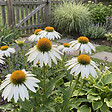 BLOOMIQUE - Lot de 3 - Echinacea purpurea 'White Swan' - Échinacée - Floraison abondante - H. 10-20 cm - P. 9 cm - vignette