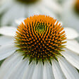 BLOOMIQUE - Lot de 3 - Echinacea purpurea 'White Swan' - Échinacée - Floraison abondante - H. 10-20 cm - P. 9 cm - vignette