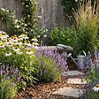 BLOOMIQUE - Lot de 3 - Echinacea purpurea 'White Swan' - Échinacée - Floraison abondante - H. 10-20 cm - P. 9 cm - vignette