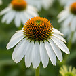 BLOOMIQUE - Lot de 3 - Echinacea purpurea 'White Swan' - Échinacée - Floraison abondante - H. 10-20 cm - P. 9 cm - vignette