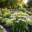 BLOOMIQUE - Lot de 3 - Echinacea purpurea 'White Swan' - Échinacée - Floraison abondante - H. 10-20 cm - P. 9 cm - vignette