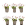 BLOOMIQUE - Lot de 6 - Gypsophila Repens Rosea - Gypsophile rampante rose - H. 10-20 cm - P. 9 cm - vignette