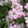 BLOOMIQUE - Lot de 6 - Gypsophila Repens Rosea - Gypsophile rampante rose - H. 10-20 cm - P. 9 cm - vignette
