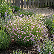 BLOOMIQUE - Lot de 6 - Gypsophila Repens Rosea - Gypsophile rampante rose - H. 10-20 cm - P. 9 cm - vignette