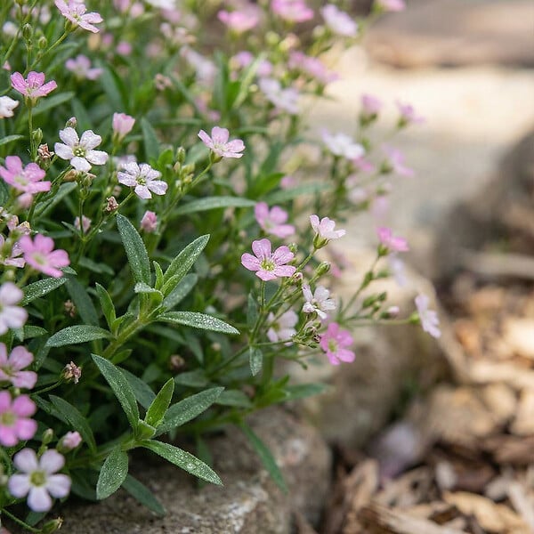BLOOMIQUE - Lot de 6 - Gypsophila Repens Rosea - Gypsophile rampante rose - H. 10-20 cm - P. 9 cm - large