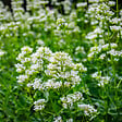 BLOOMIQUE - Lot de 3 - Centranthus ruber albus - Floraison abondante - Rustique - Vivace - H. 10-20 cm - P. 9 cm - vignette
