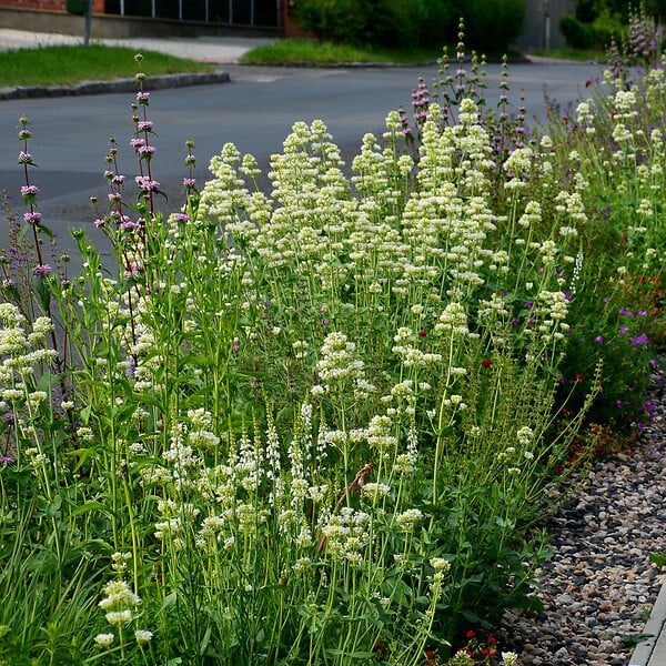 BLOOMIQUE - Lot de 3 - Centranthus ruber albus - Floraison abondante - Rustique - Vivace - H. 10-20 cm - P. 9 cm - large