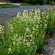 BLOOMIQUE - Lot de 3 - Centranthus ruber albus - Floraison abondante - Rustique - Vivace - H. 10-20 cm - P. 9 cm - vignette
