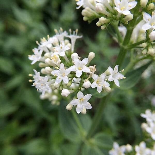BLOOMIQUE - Lot de 3 - Centranthus ruber albus - Floraison abondante - Rustique - Vivace - H. 10-20 cm - P. 9 cm - large