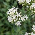 BLOOMIQUE - Lot de 3 - Centranthus ruber albus - Floraison abondante - Rustique - Vivace - H. 10-20 cm - P. 9 cm - vignette