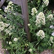 BLOOMIQUE - Lot de 3 - Centranthus ruber albus - Floraison abondante - Rustique - Vivace - H. 10-20 cm - P. 9 cm - vignette