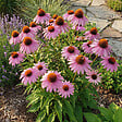 BLOOMIQUE - Lot de 6 - Echinacea purpurea - Échinacée pourpre - Floraison abondante - H. 10-20 cm - P. 9 cm - vignette