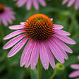 BLOOMIQUE - Lot de 6 - Echinacea purpurea - Échinacée pourpre - Floraison abondante - H. 10-20 cm - P. 9 cm - vignette