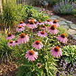 BLOOMIQUE - Lot de 6 - Echinacea purpurea - Échinacée pourpre - Floraison abondante - H. 10-20 cm - P. 9 cm - vignette