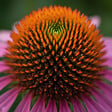 BLOOMIQUE - Lot de 6 - Echinacea purpurea - Échinacée pourpre - Floraison abondante - H. 10-20 cm - P. 9 cm - vignette
