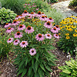 BLOOMIQUE - Lot de 6 - Echinacea purpurea - Échinacée pourpre - Floraison abondante - H. 10-20 cm - P. 9 cm - vignette